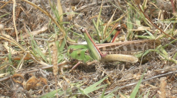 Locusta migratoria